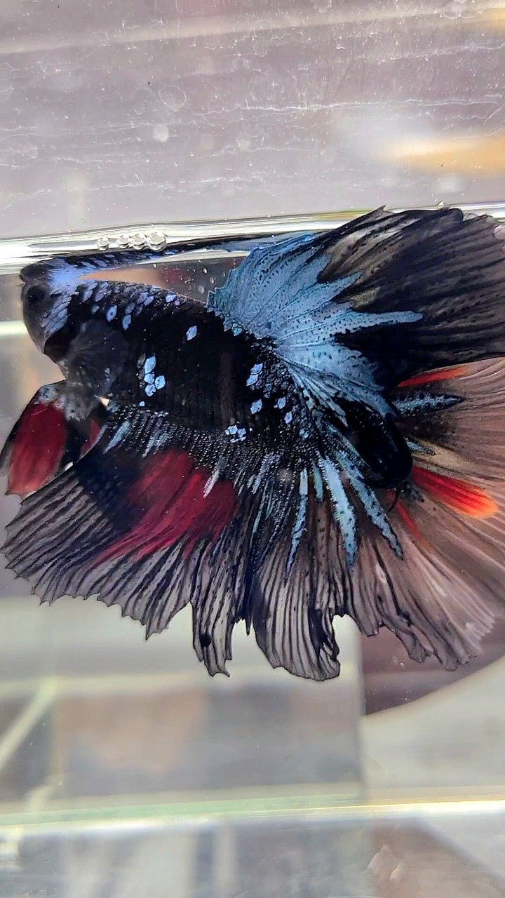 HALFMOON ROSETAIL BLACK GALAXY AVATAR BLUE RED WASH BETTA FISH