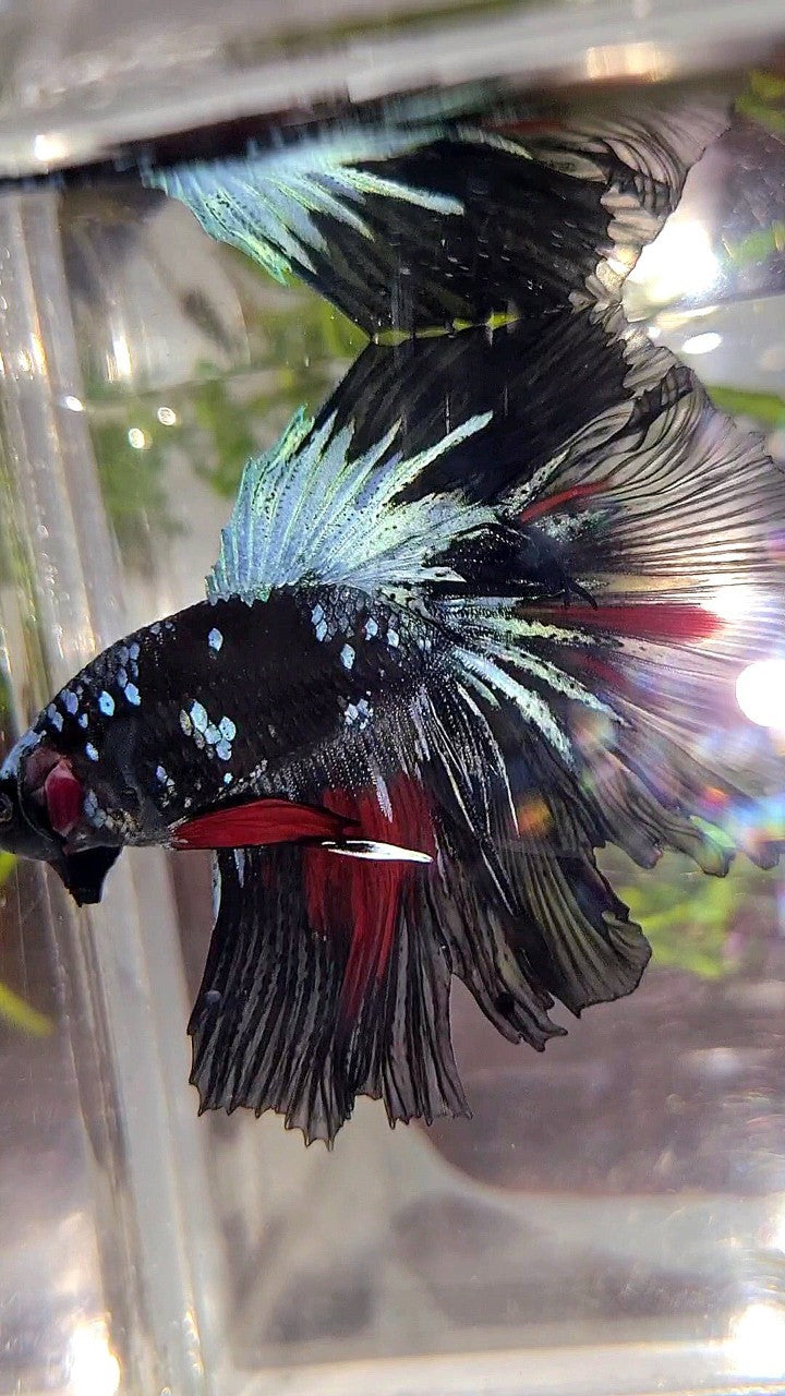 HALFMOON ROSETAIL BLACK GALAXY AVATAR BLUE RED WASH BETTA FISH