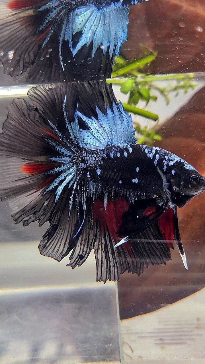 HALFMOON ROSETAIL BLACK GALAXY AVATAR BLUE RED WASH BETTA FISH