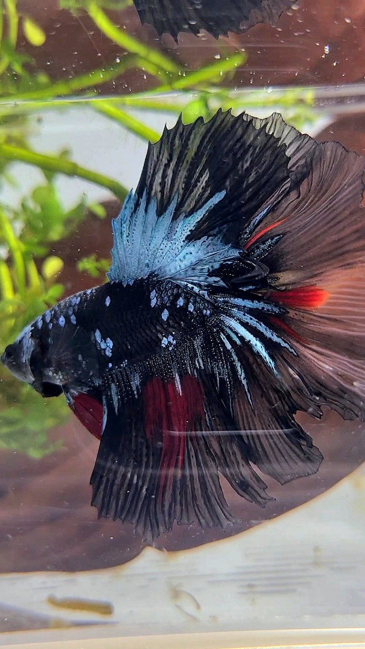 HALFMOON ROSETAIL BLACK GALAXY AVATAR BLUE RED WASH BETTA FISH