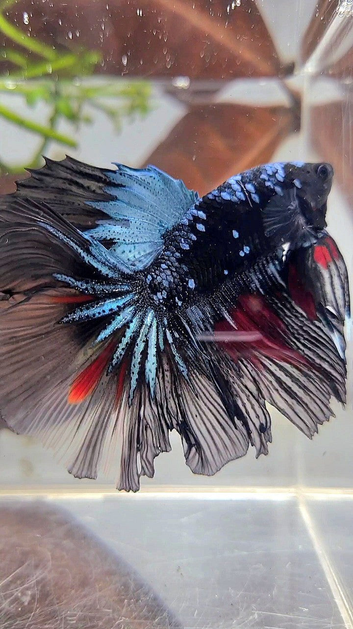 HALFMOON ROSETAIL BLACK GALAXY AVATAR BLUE RED WASH BETTA FISH