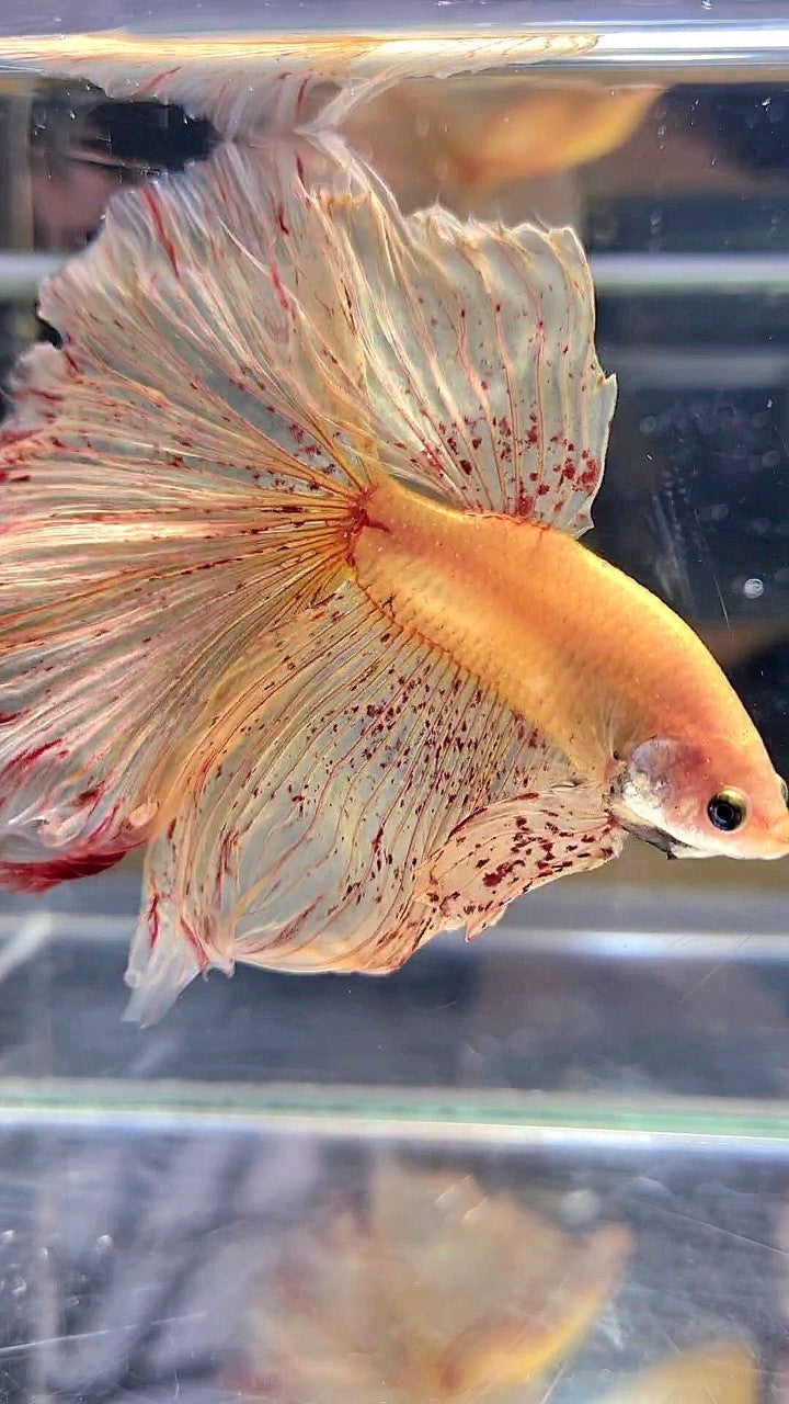 LUXURY XL HALFMOON OVERTAIL ROSETAIL YELLOW VANDA BETTA FISH