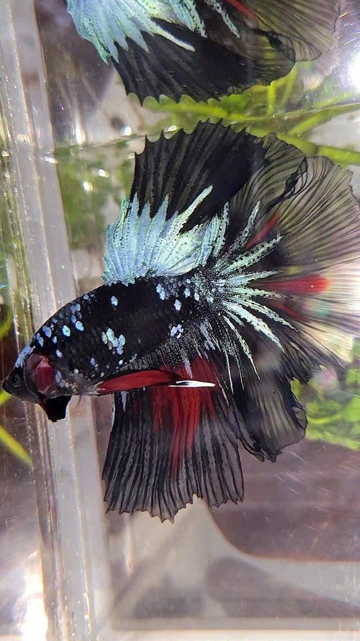 HALFMOON ROSETAIL BLACK GALAXY AVATAR BLUE RED WASH BETTA FISH