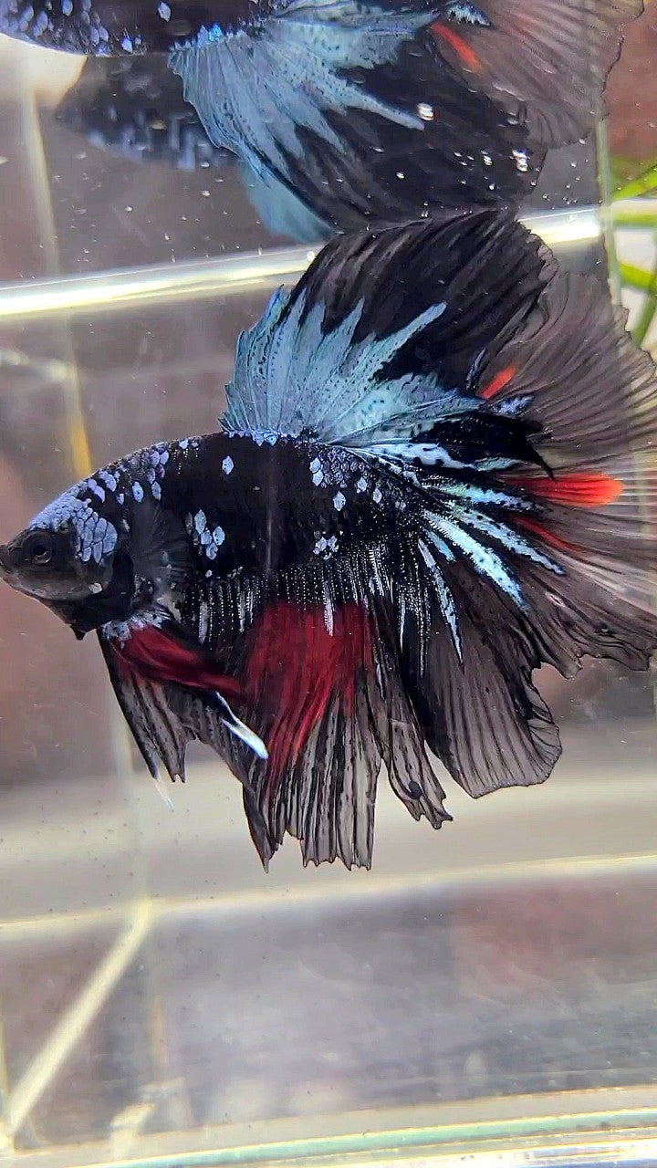 HALFMOON ROSETAIL BLACK GALAXY AVATAR BLUE RED WASH BETTA FISH