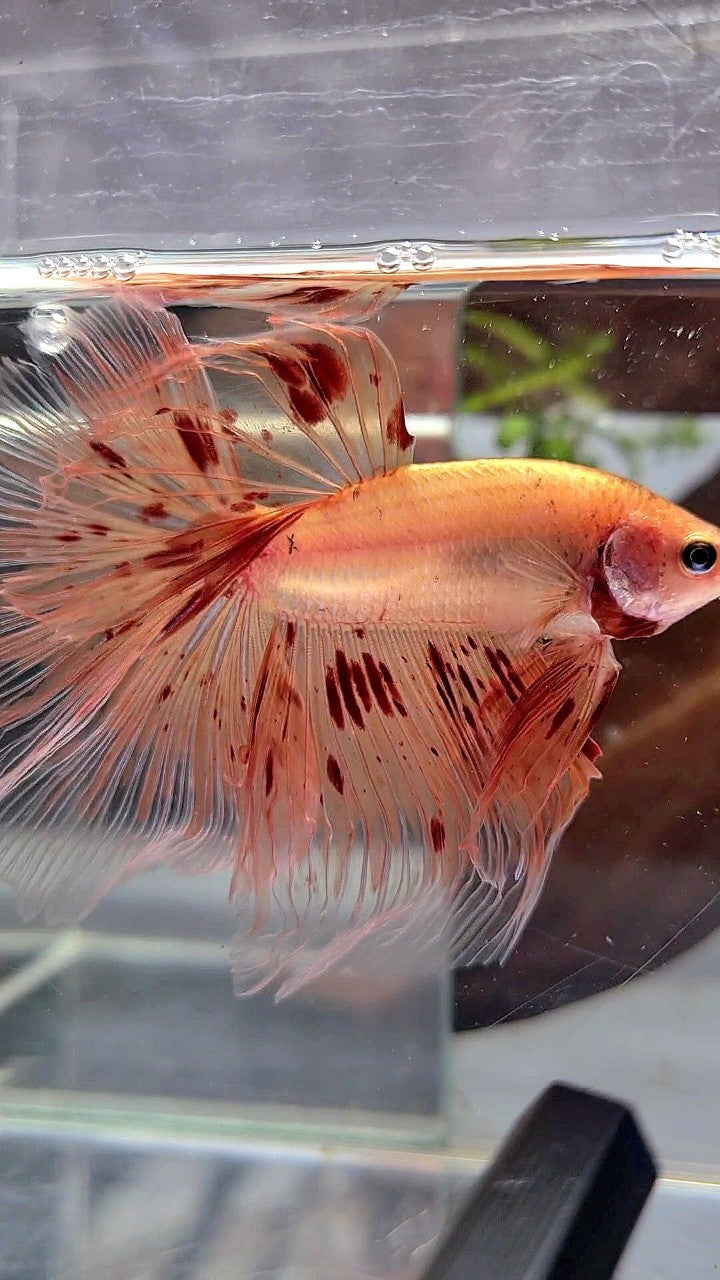 XL HALFMOON ROSETAIL ARMAGEDDON BETTA FISH