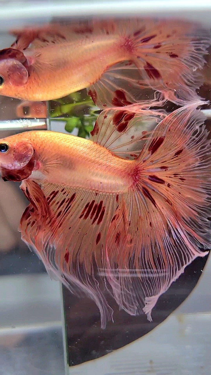 XL HALFMOON ROSETAIL ARMAGEDDON BETTA FISH