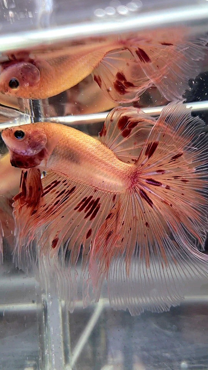 XL HALFMOON ROSETAIL ARMAGEDDON BETTA FISH