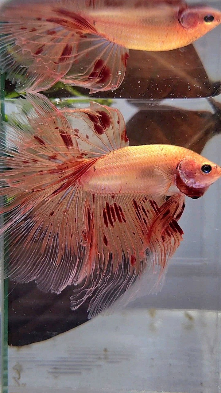 XL HALFMOON ROSETAIL ARMAGEDDON BETTA FISH