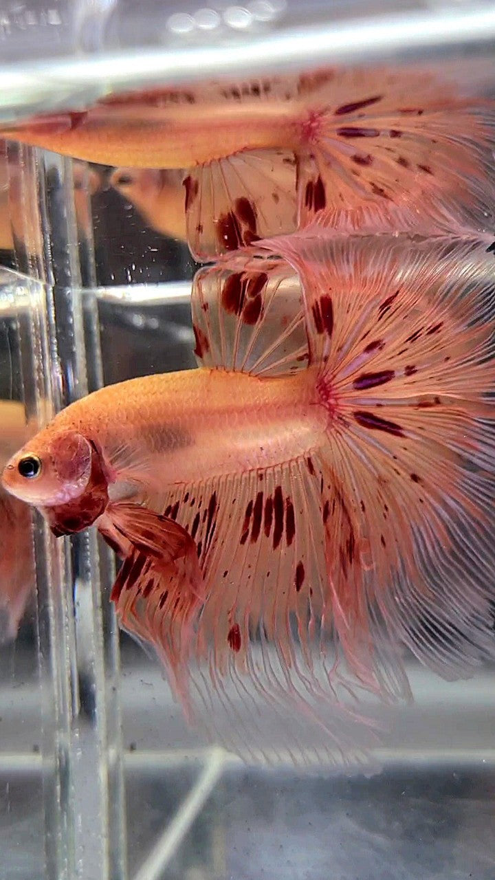 XL HALFMOON ROSETAIL ARMAGEDDON BETTA FISH