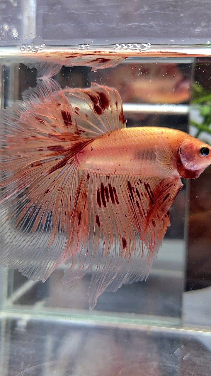 XL HALFMOON ROSETAIL ARMAGEDDON BETTA FISH