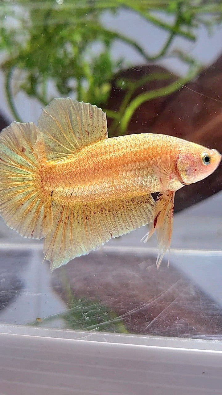 LUXURY XL PLAKAT GOLD YELLOW VANDA BETTA FISH