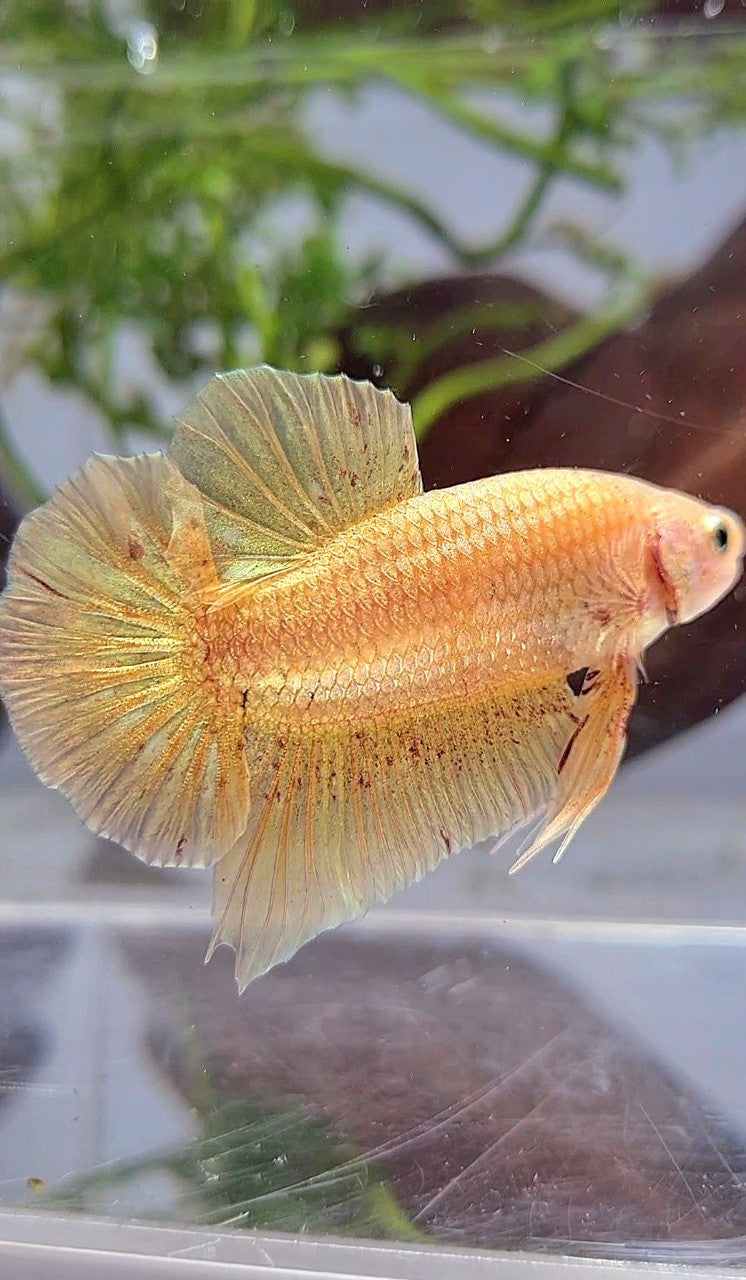 Vanda Color Betta LUXURY XL PLAKAT GOLD YELLOW VANDA BETTA FISH – Rare Betta Fish Store
