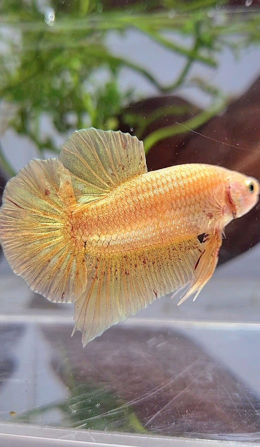 LUXURY XL PLAKAT GOLD YELLOW VANDA BETTA FISH