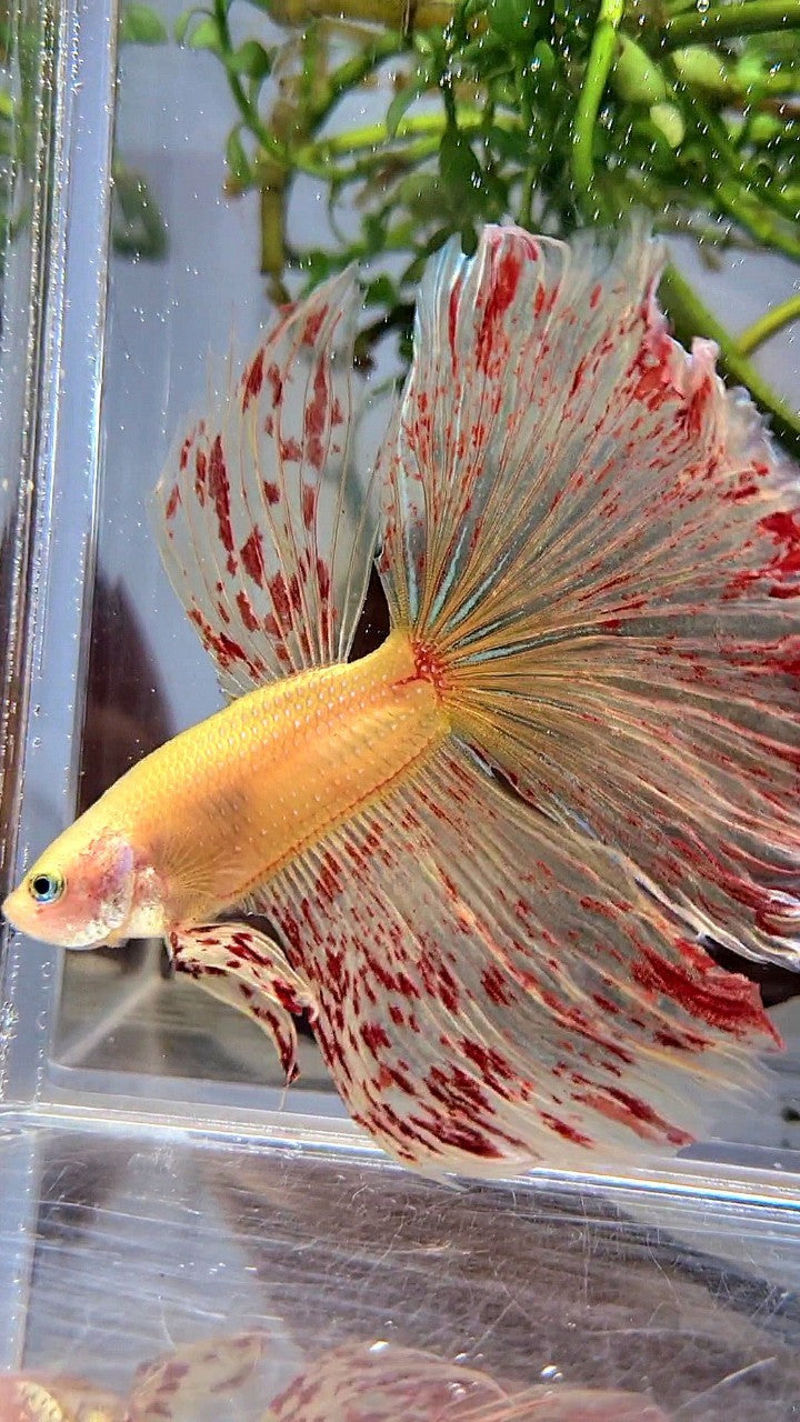 Vanda Color Betta LUXURY XL HALFMOON OVERTAIL ROSETAIL YELLOW VANDA BETTA FISH – Rare ...