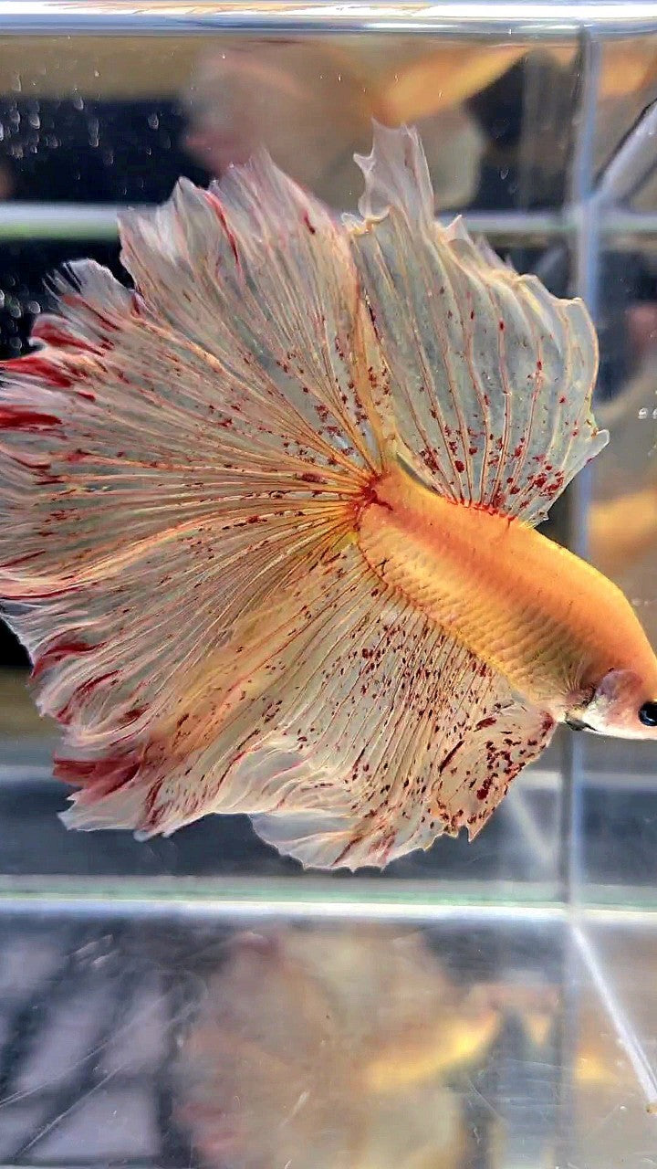 LUXURY XL HALFMOON OVERTAIL ROSETAIL YELLOW VANDA BETTA FISH