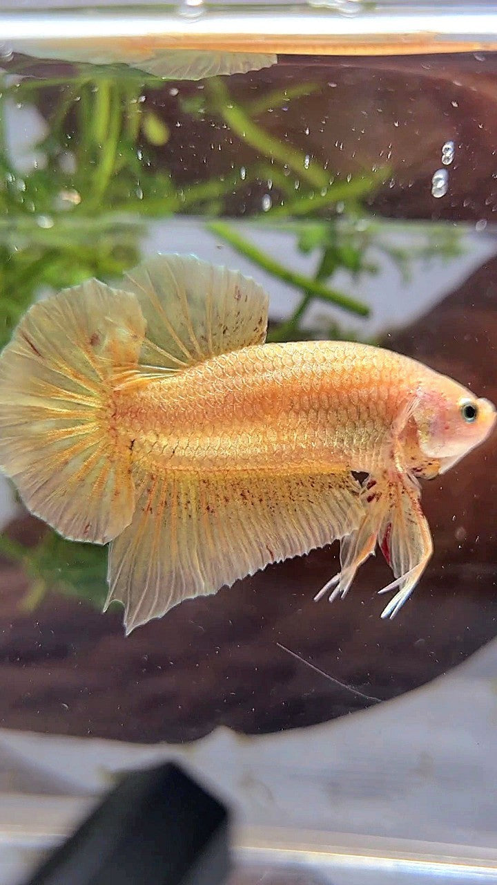 LUXURY XL PLAKAT GOLD YELLOW VANDA BETTA FISH