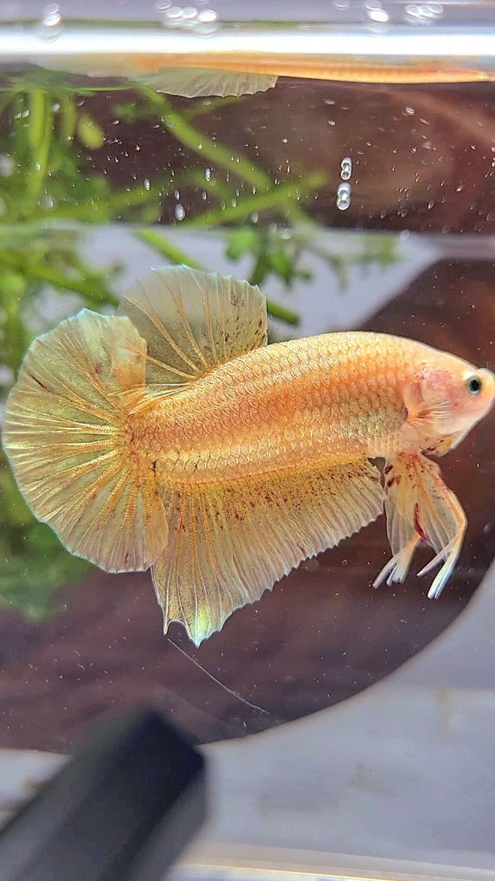 LUXURY XL PLAKAT GOLD YELLOW VANDA BETTA FISH