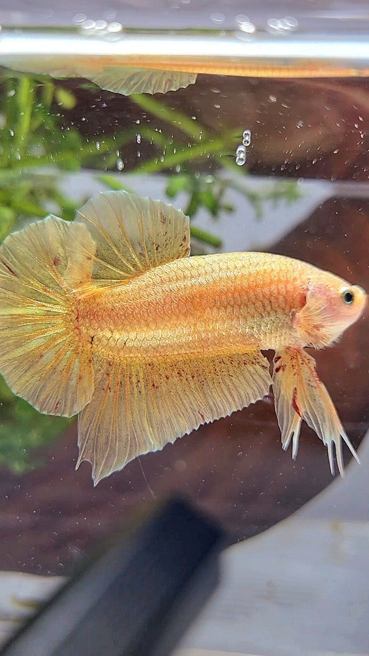 LUXURY XL PLAKAT GOLD YELLOW VANDA BETTA FISH