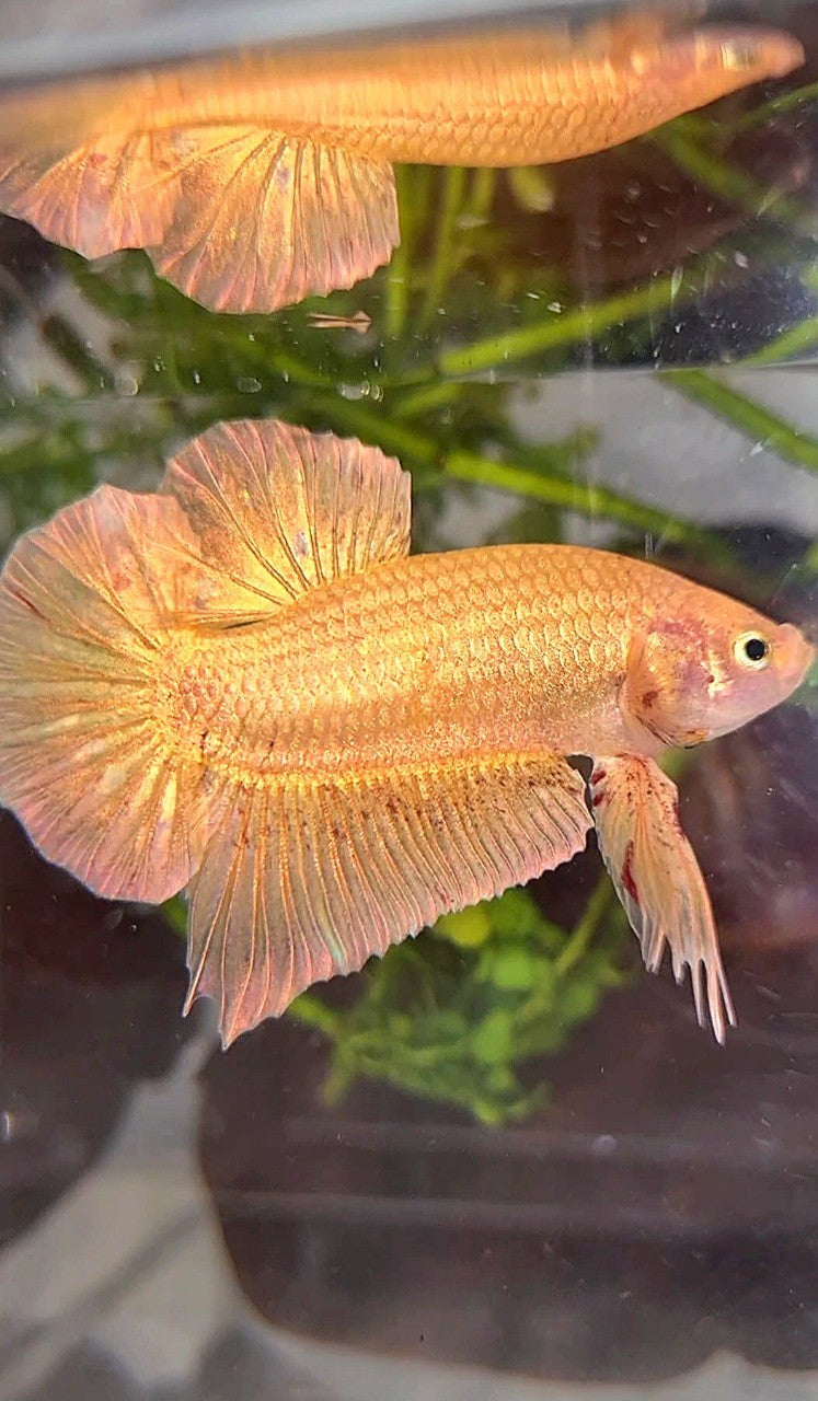 LUXURY XL PLAKAT GOLD YELLOW VANDA BETTA FISH