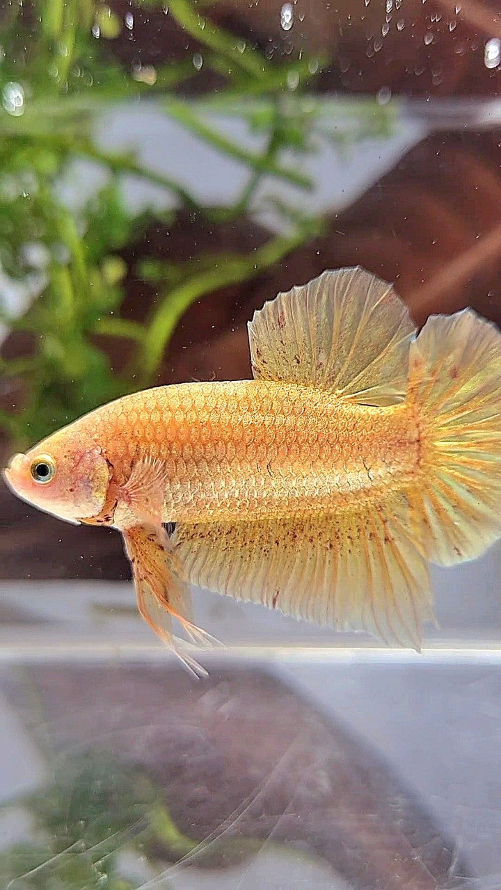 LUXURY XL PLAKAT GOLD YELLOW VANDA BETTA FISH