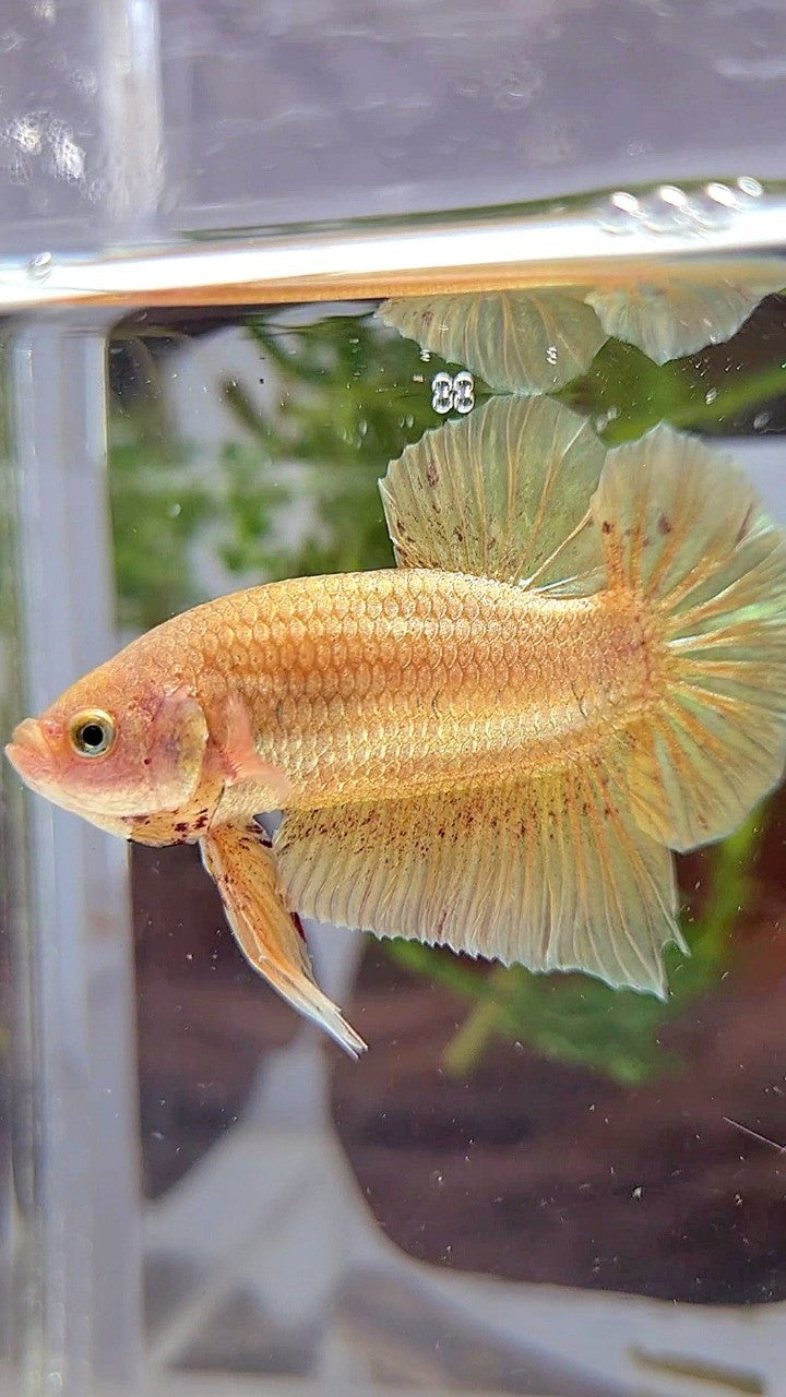 LUXURY XL PLAKAT GOLD YELLOW VANDA BETTA FISH