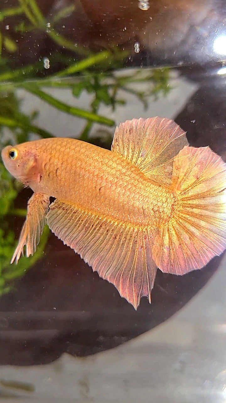 LUXURY XL PLAKAT GOLD YELLOW VANDA BETTA FISH