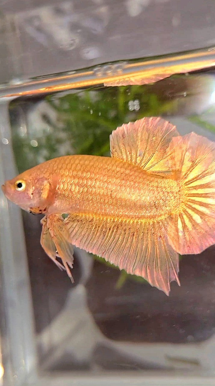 LUXURY XL PLAKAT GOLD YELLOW VANDA BETTA FISH