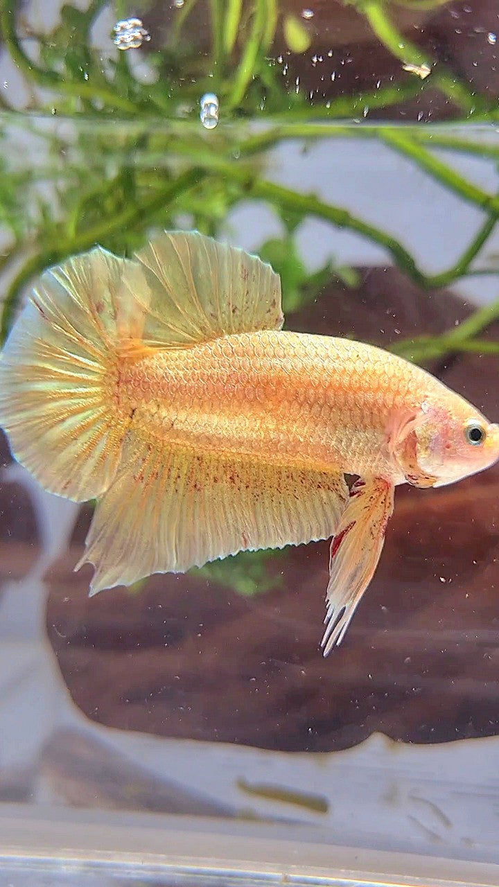 LUXURY XL PLAKAT GOLD YELLOW VANDA BETTA FISH