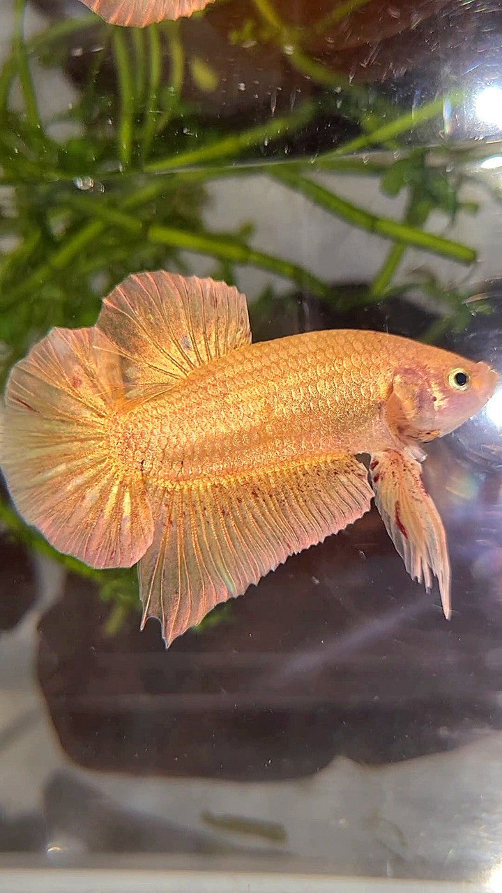 LUXURY XL PLAKAT GOLD YELLOW VANDA BETTA FISH