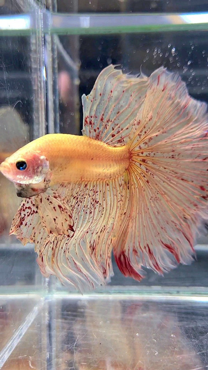 LUXURY XL HALFMOON OVERTAIL ROSETAIL YELLOW VANDA BETTA FISH