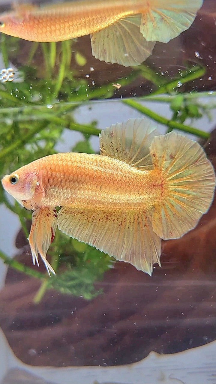 LUXURY XL PLAKAT GOLD YELLOW VANDA BETTA FISH