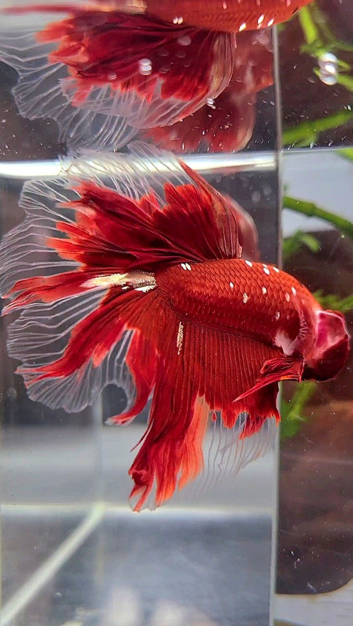 HALFMOON ROSETAIL RED GOLD GALAXY RGG BETTA FISH