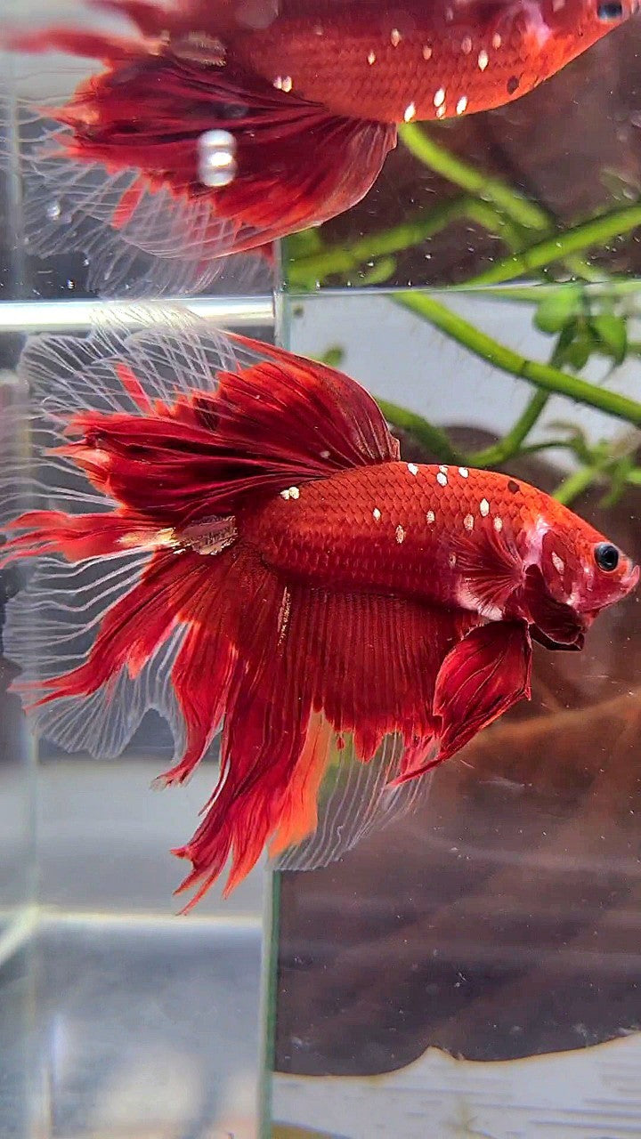 HALFMOON ROSETAIL RED GOLD GALAXY RGG BETTA FISH