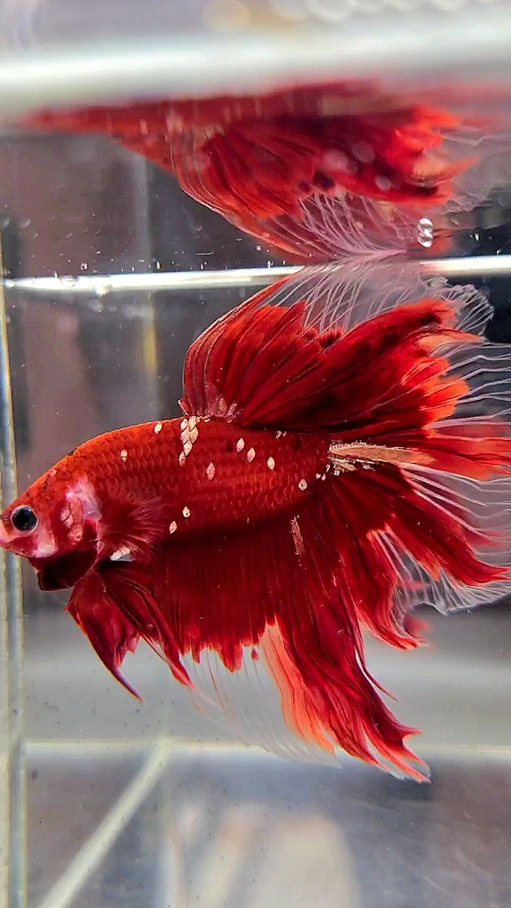 HALFMOON ROSETAIL RED GOLD GALAXY RGG BETTA FISH