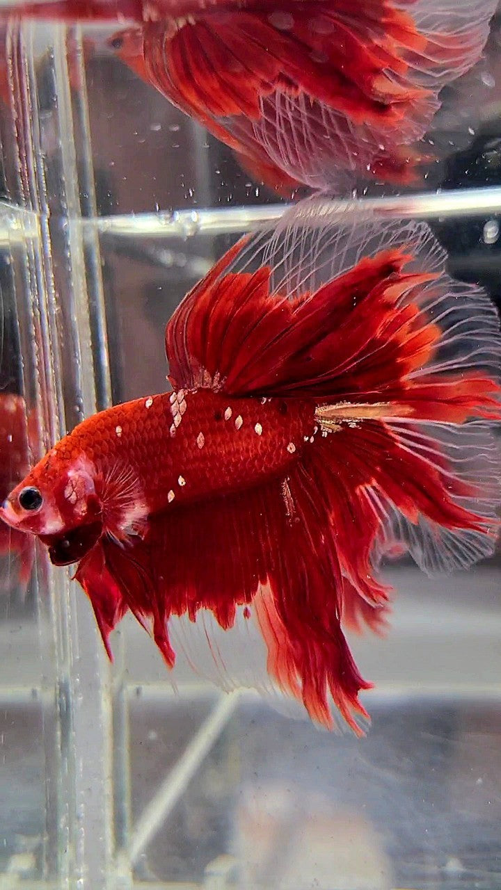 HALFMOON ROSETAIL RED GOLD GALAXY RGG BETTA FISH