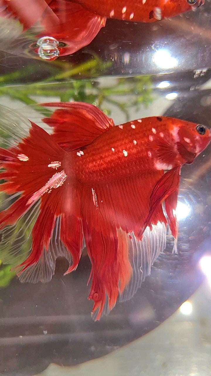 HALFMOON ROSETAIL RED GOLD GALAXY RGG BETTA FISH