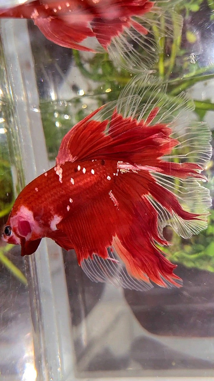 HALFMOON ROSETAIL RED GOLD GALAXY RGG BETTA FISH