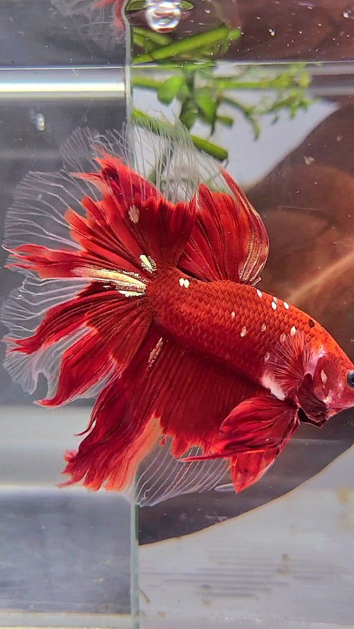 HALFMOON ROSETAIL RED GOLD GALAXY RGG BETTA FISH