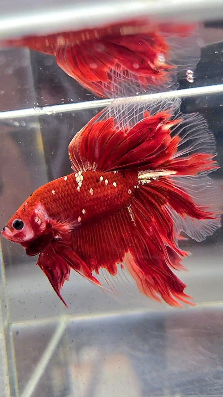 HALFMOON ROSETAIL RED GOLD GALAXY RGG BETTA FISH