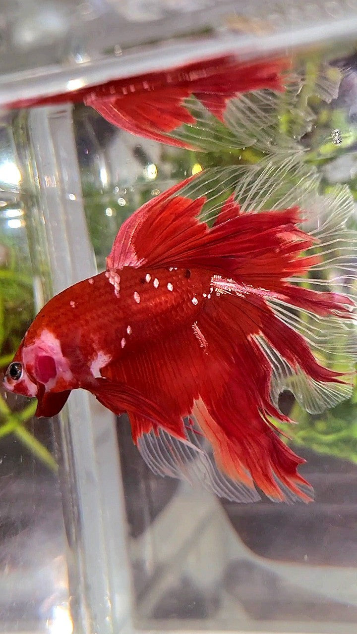 HALFMOON ROSETAIL RED GOLD GALAXY RGG BETTA FISH