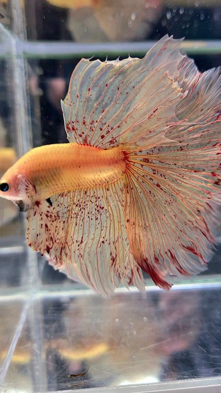 LUXURY XL HALFMOON OVERTAIL ROSETAIL YELLOW VANDA BETTA FISH