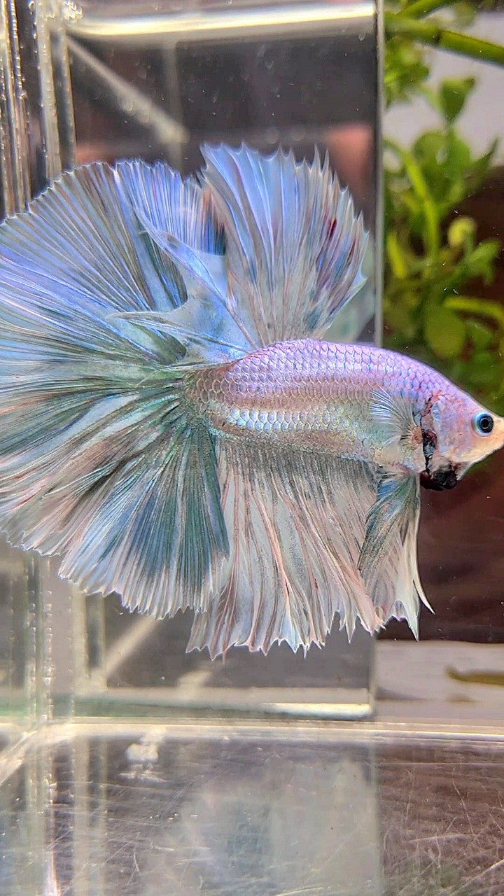 HALFMOON OVERTAIL ROSETAIL BLUE LIGHT GRIZZLE UNICORN BETTA FISH