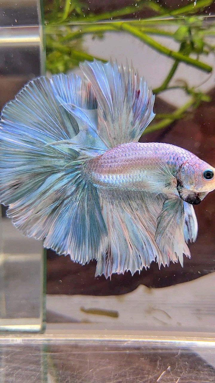 HALFMOON OVERTAIL ROSETAIL BLUE LIGHT GRIZZLE UNICORN BETTA FISH