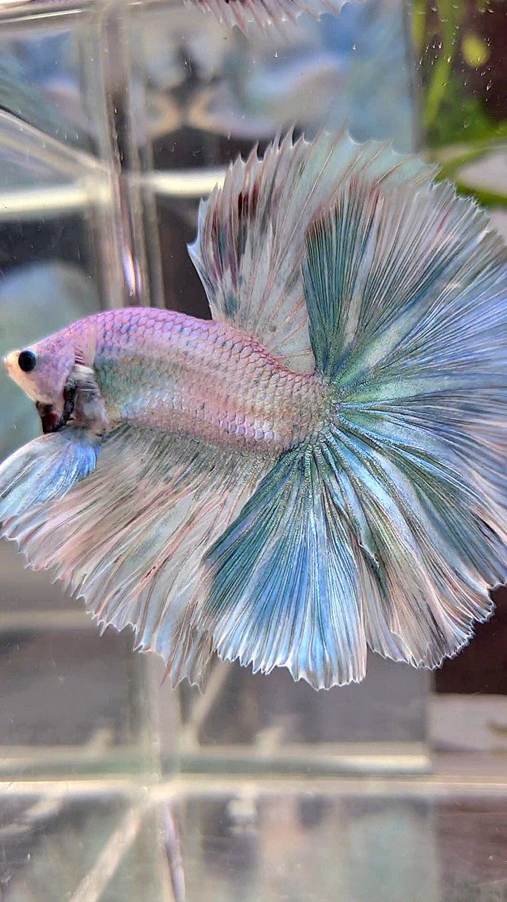 HALFMOON OVERTAIL ROSETAIL BLUE LIGHT GRIZZLE UNICORN BETTA FISH