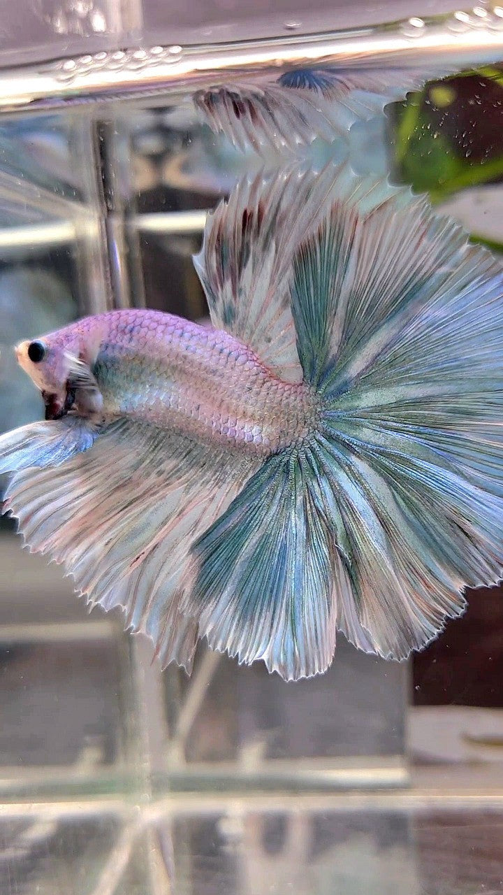 HALFMOON OVERTAIL ROSETAIL BLUE LIGHT GRIZZLE UNICORN BETTA FISH