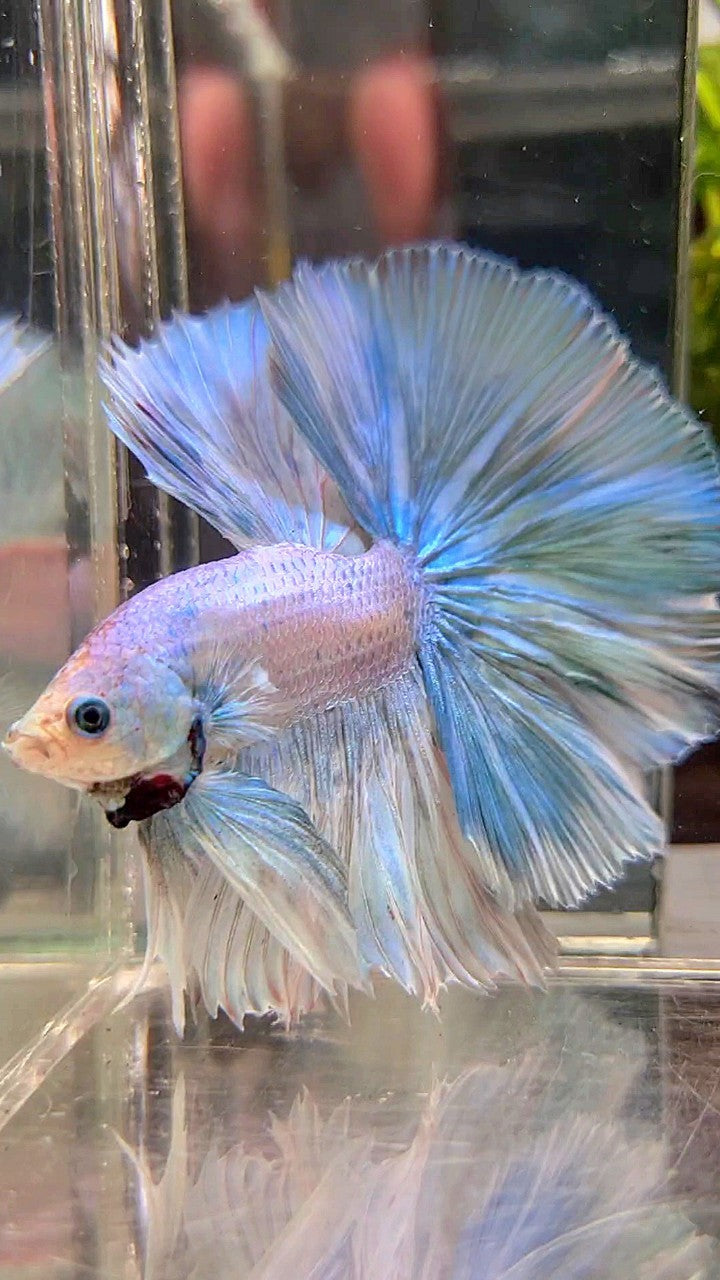 HALFMOON OVERTAIL ROSETAIL BLUE LIGHT GRIZZLE UNICORN BETTA FISH