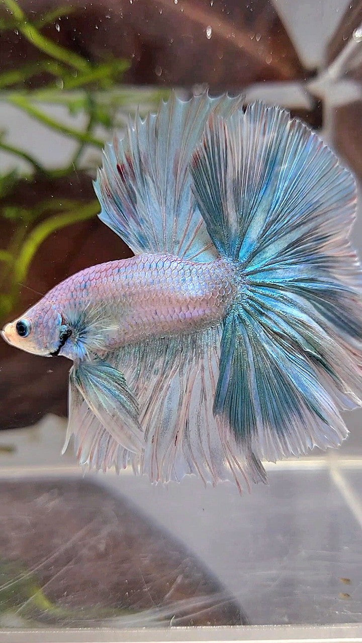 HALFMOON OVERTAIL ROSETAIL BLUE LIGHT GRIZZLE UNICORN BETTA FISH