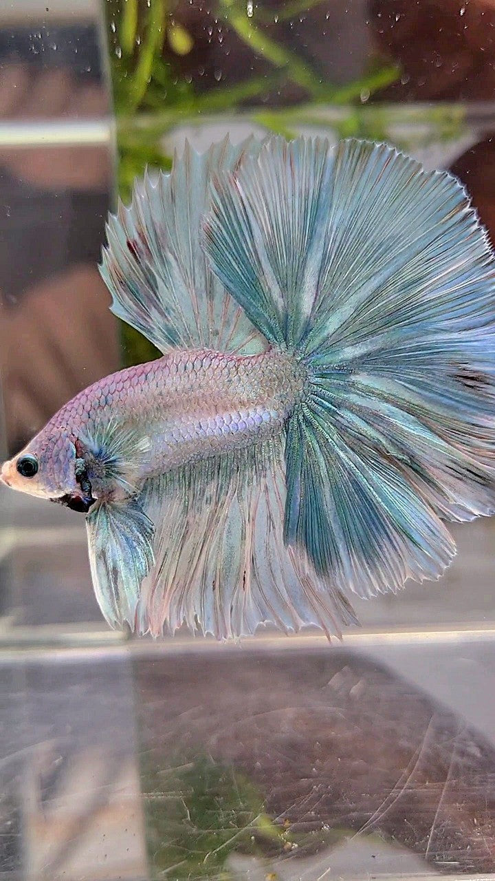 HALFMOON OVERTAIL ROSETAIL BLUE LIGHT GRIZZLE UNICORN BETTA FISH