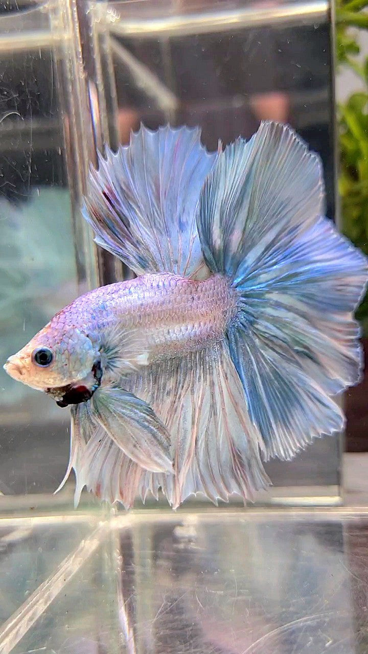 HALFMOON OVERTAIL ROSETAIL BLUE LIGHT GRIZZLE UNICORN BETTA FISH