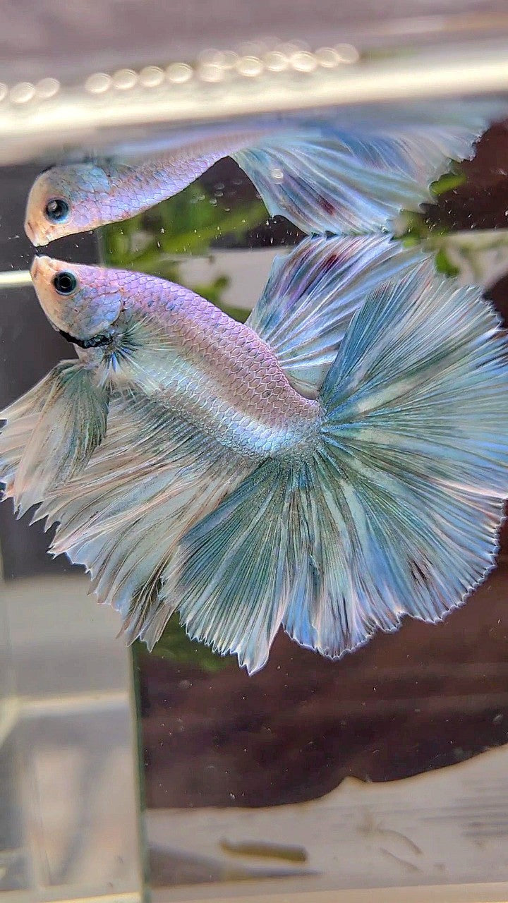 HALFMOON OVERTAIL ROSETAIL BLUE LIGHT GRIZZLE UNICORN BETTA FISH